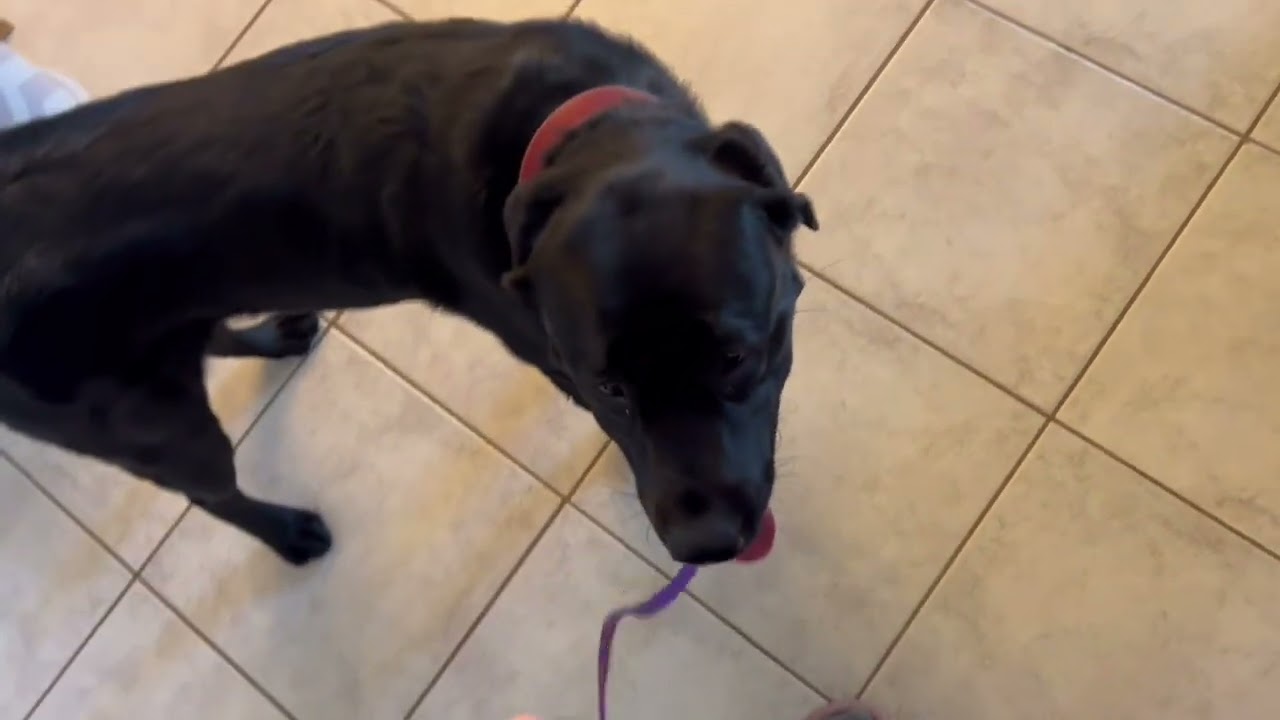 Calm dog training with ecollar.  Full training session.