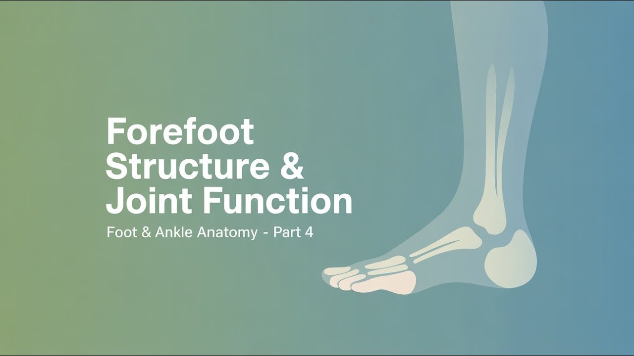 Anatomy of the Foot & Ankle — Part 4 | Forefoot Structure & Joint Function