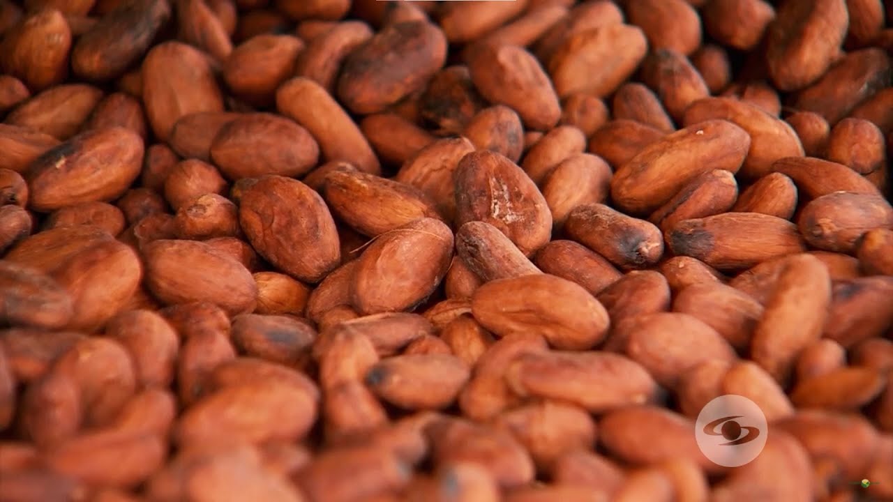 El mucílago de cacao y su gran impacto a nivel internacional - La Finca de Hoy