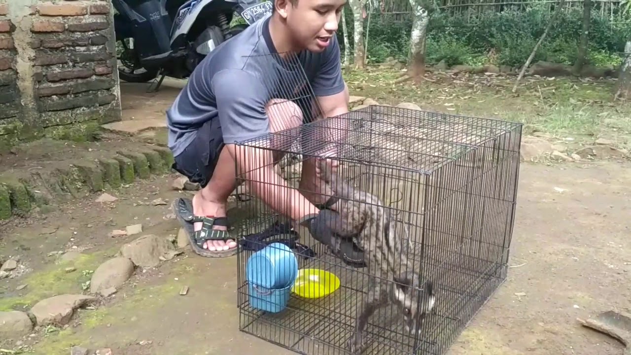 Trik jitu menjinakan musang dewasa😎