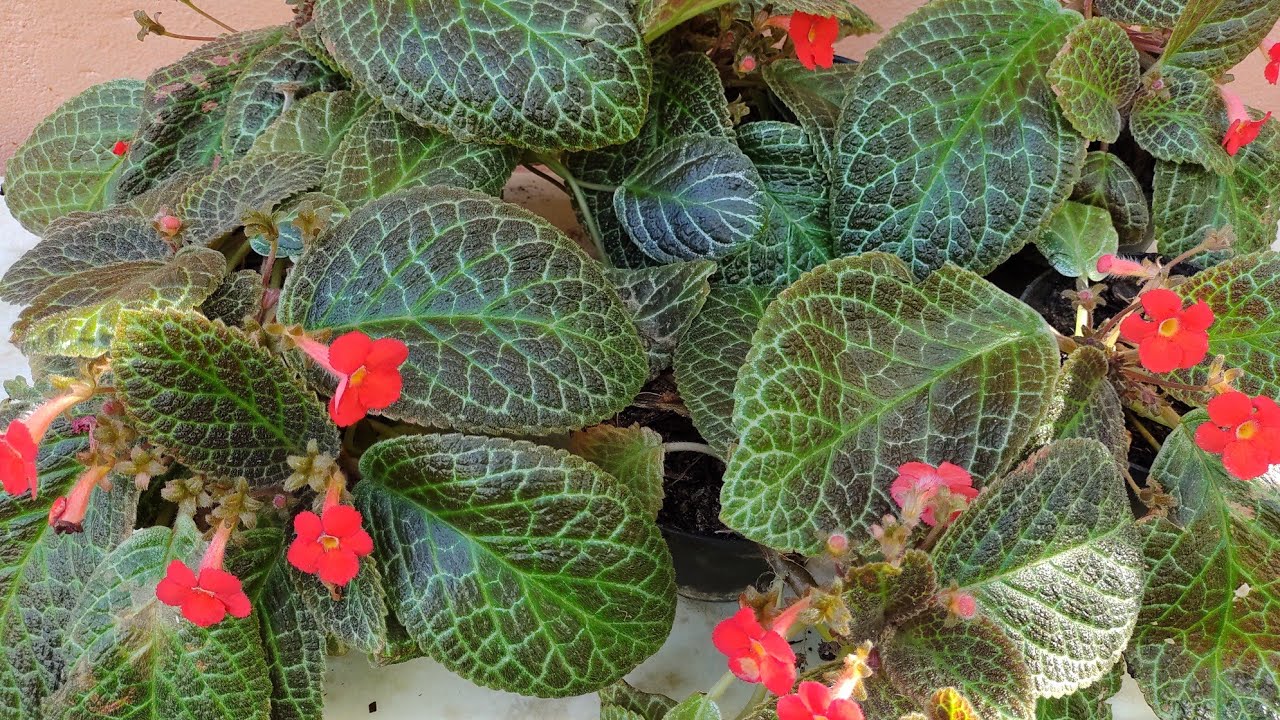 Tapete De Rainha: Como Fazer Mudas + Dicas De Cultivo.