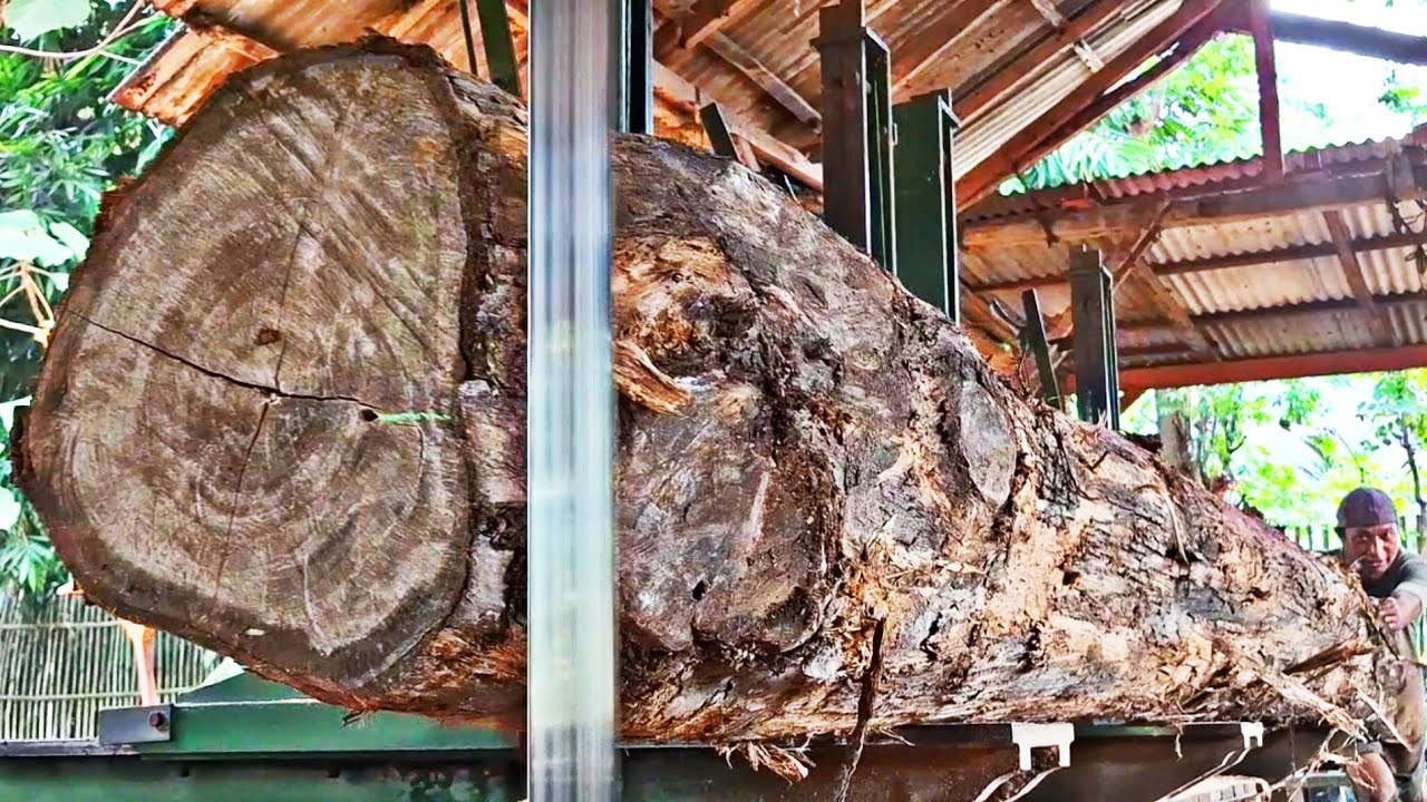 Amazing action of sawing long teak logs with special patterns at the sawmill 
