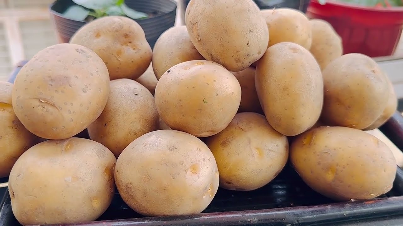 Hóa Ra Việc Bảo Quản Khoai Tây Lại Đơn Giản Như Vậy , Cả Năm Cũng Không Hư hay Mọc Mầm ,