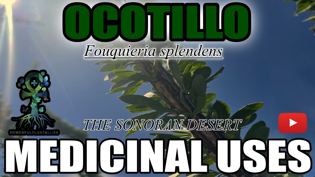 Ocotillo is A THORNY MEDICINAL SHRUB (Fouquieria splendens) The Sonoran Desert (S1E1) Medicinal Uses