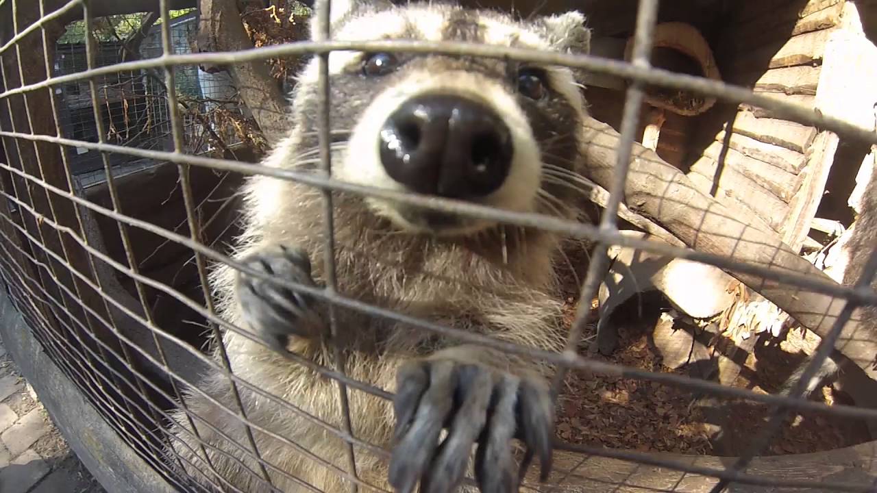 Der Waschbär in Nordhessen: So schützt man Haus und Garten
