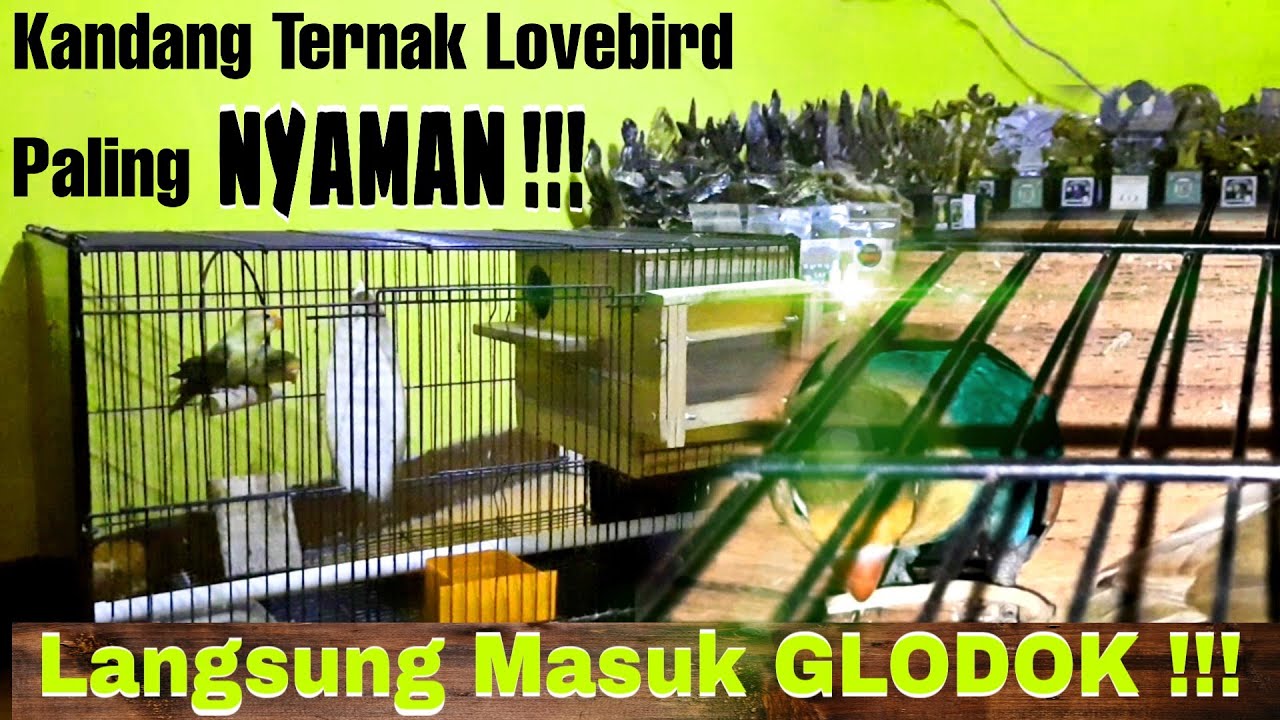 Seting Kandang Kotak untuk Ternak Lovebird, Agar Lovebird langsung masuk Glodok dan Cepat KAWIN!