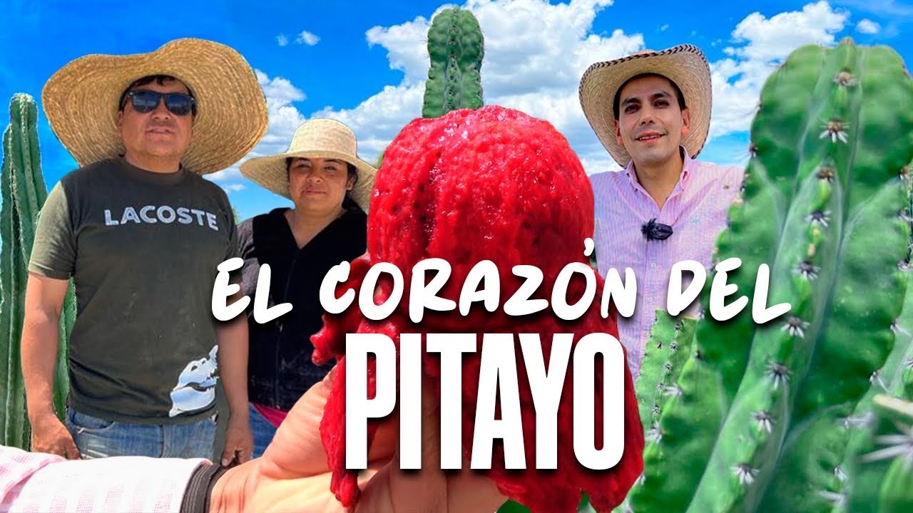 CULTIVO INTENSIVO | Huerta de Pitayas  Piel Diamante | Como Iniciar