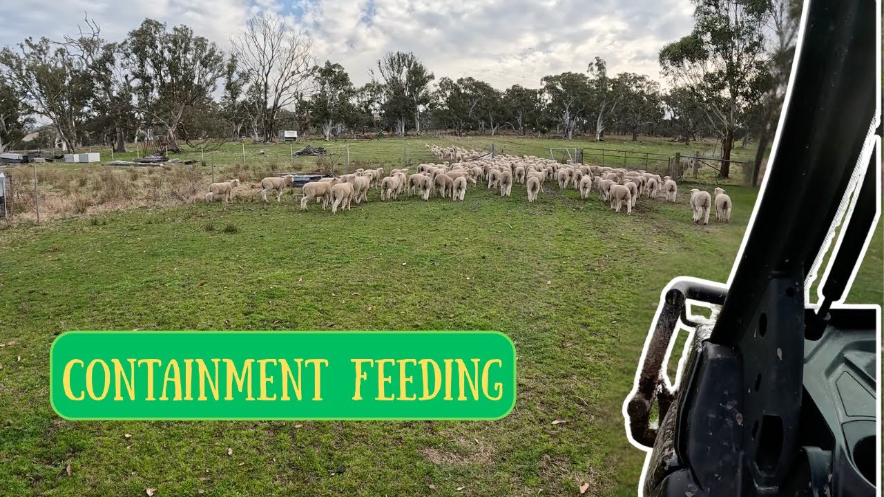 Containment Weaning | Weaning Poll Dorset Lambs | Australian Sheep Farming
