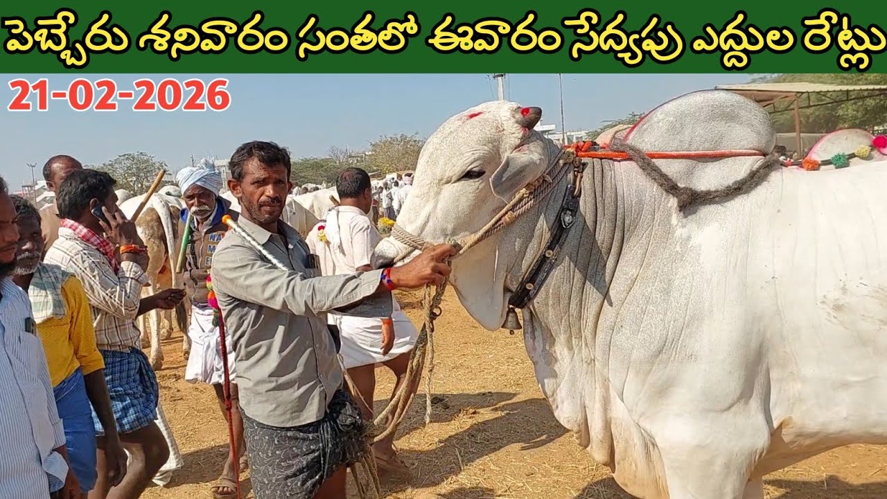 పెబ్బేరు శనివారం సంతలో ఈవారం ఎద్దుల రేట్లు | Pebbair Saturday Bulls market | Oxen prices @purnafarms