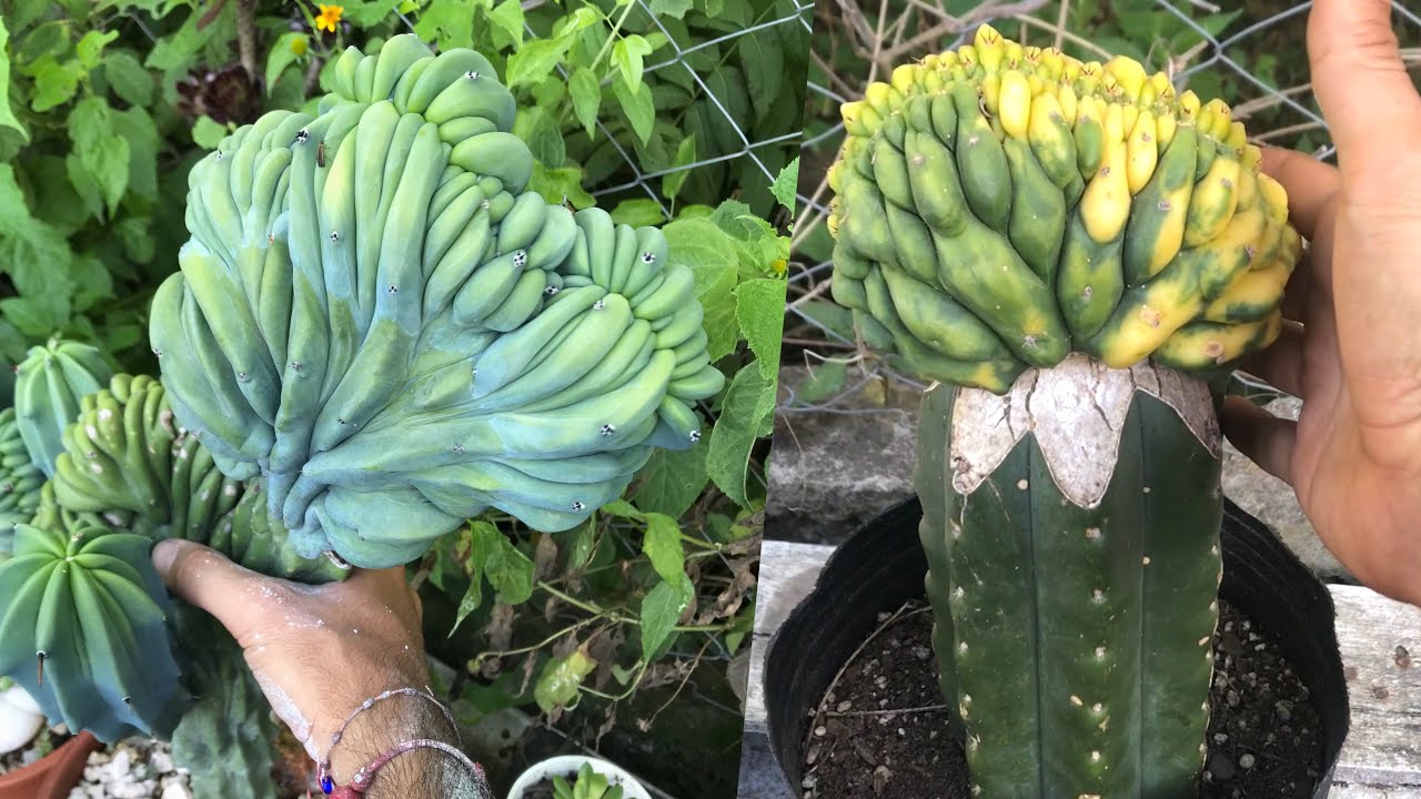 Algunas crestas raras de la colecci&oacute;n | Cactus crestados y monstruosos