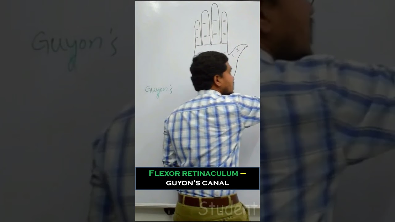 Flexor retinaculum – Guyon's canal - Full video in description 