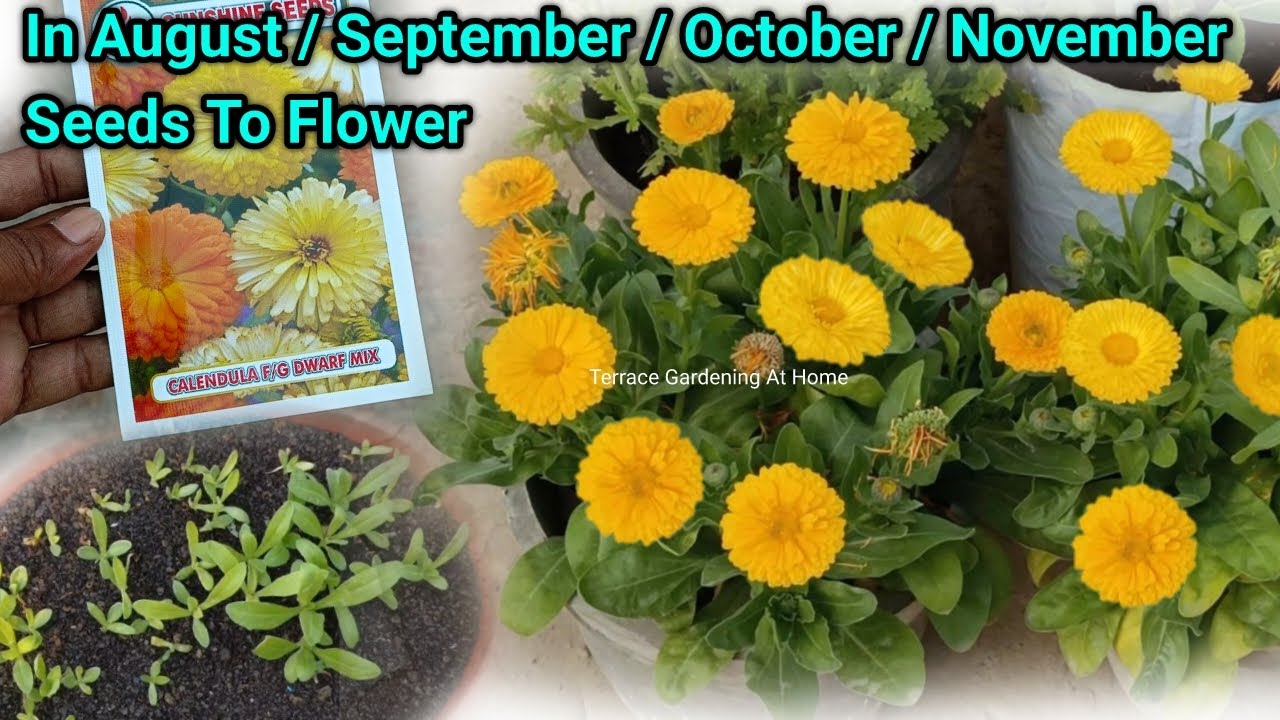 Calendula From Seeds How To Grow With Flower Update
