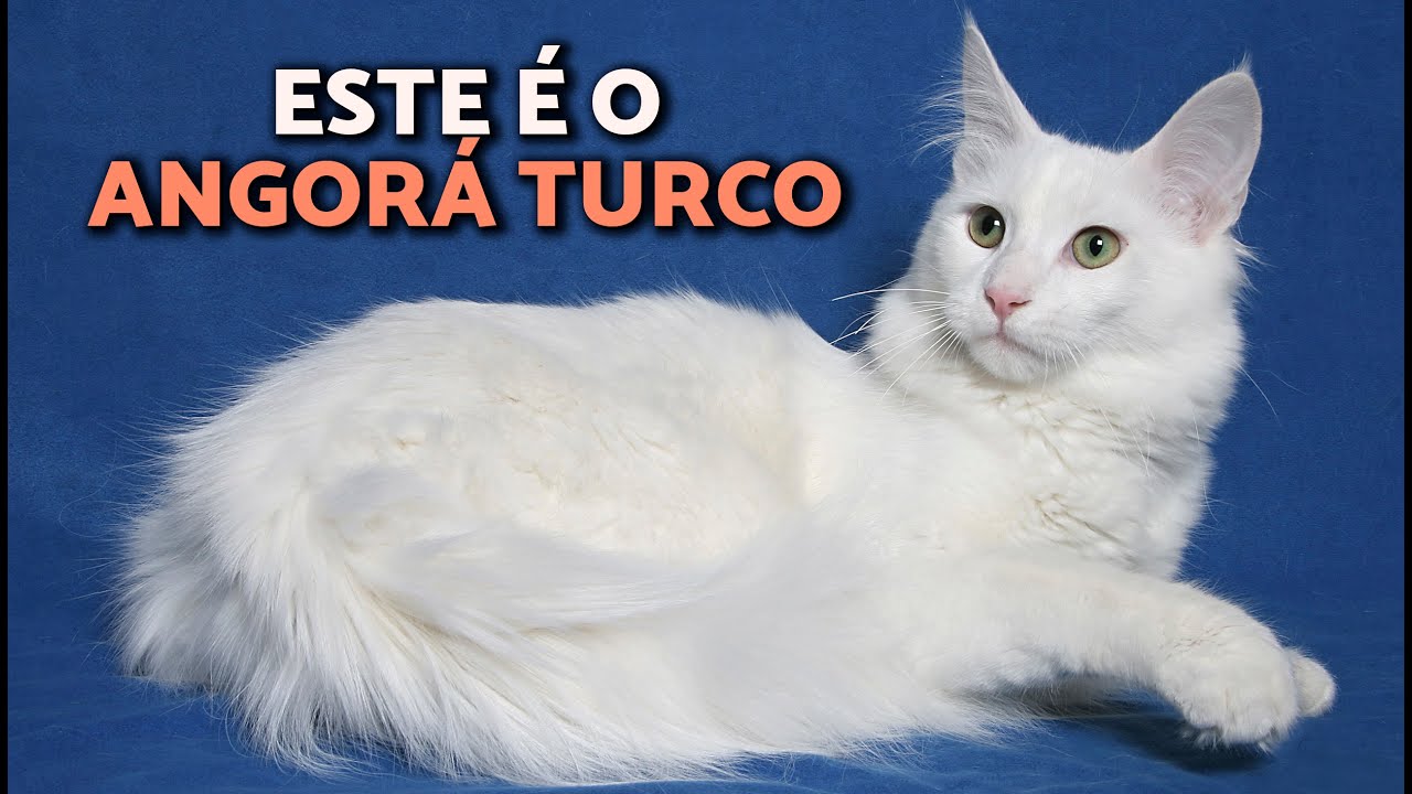 Gato ANGOR&Aacute; TURCO 😻Tudo sobre a RA&Ccedil;A (hist&oacute;ria, caracter&iacute;sticas e cuidados)