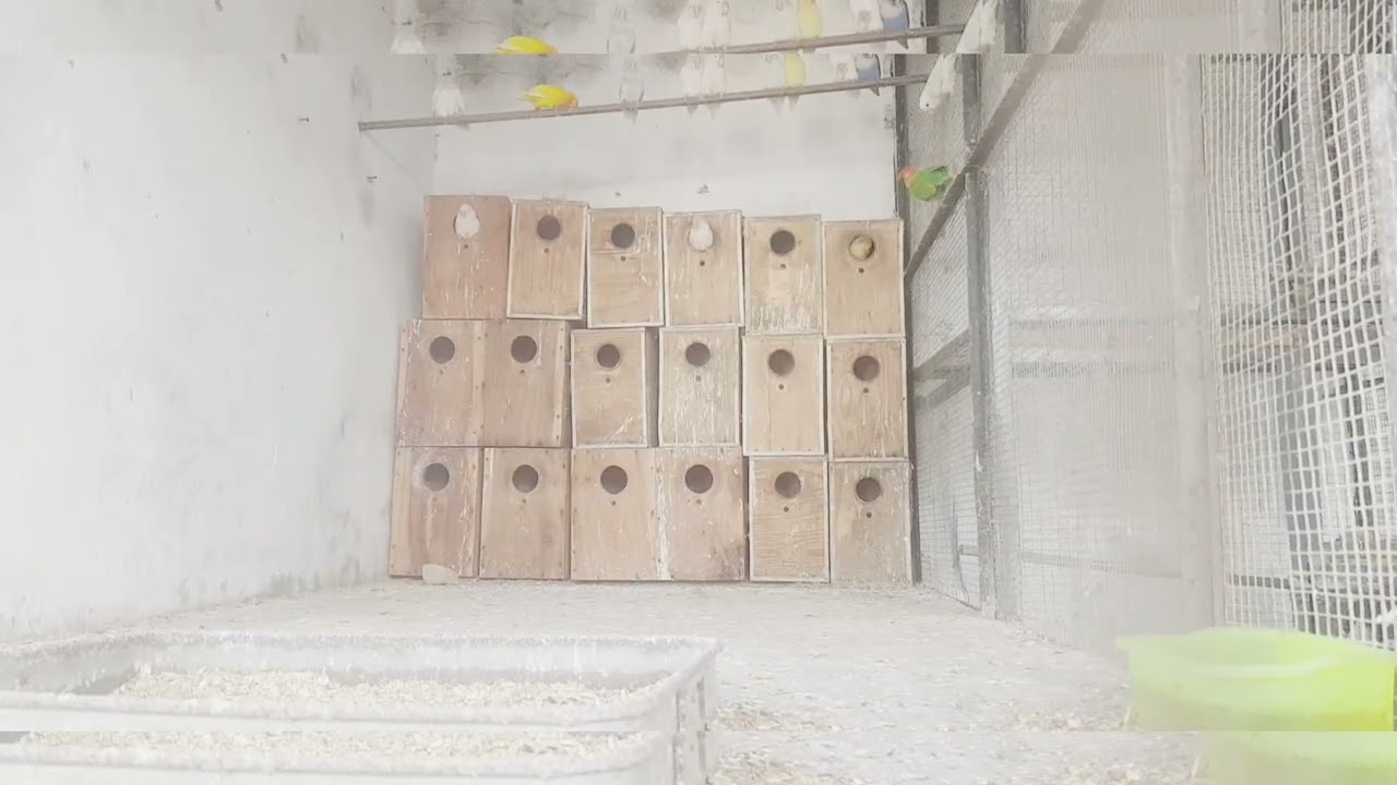 Lovebrids #long#longvideo#beautifulanimal#birds#parrot #viral #viralvideo #trending 