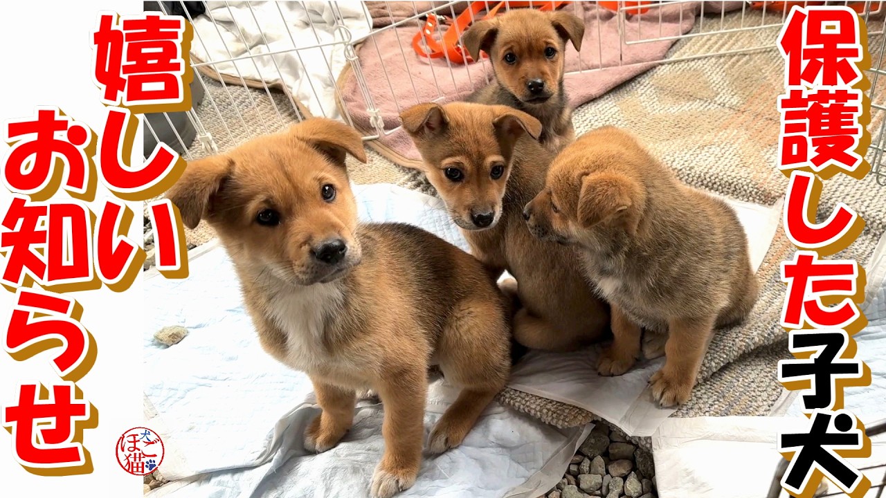 【保護犬  子犬】保護した子犬 嬉しいお知らせ