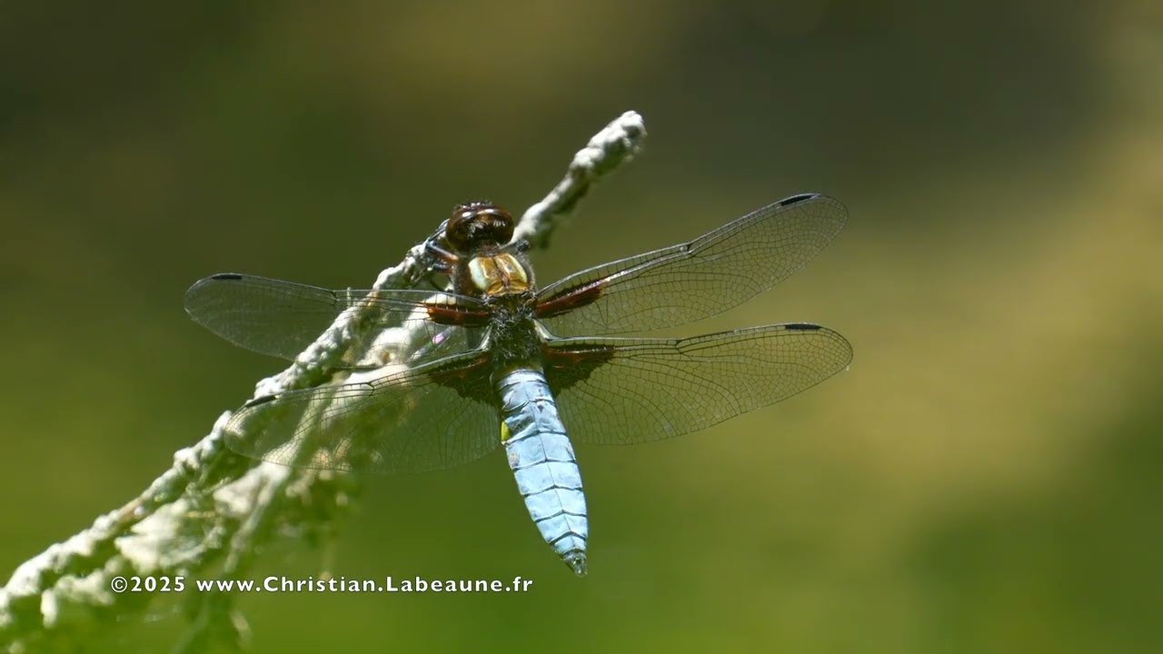 12-06-2025 Libellule déprimée