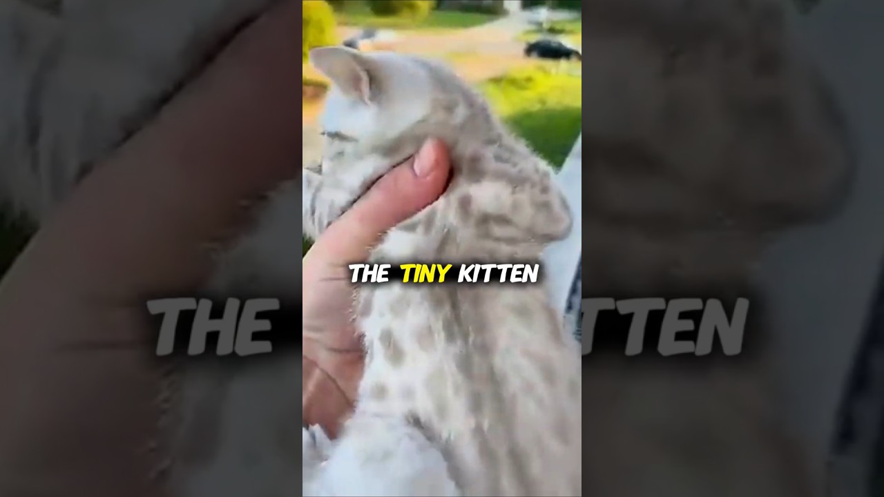 Kitten Cries Bring Mama Cat Racing Home😭❤️