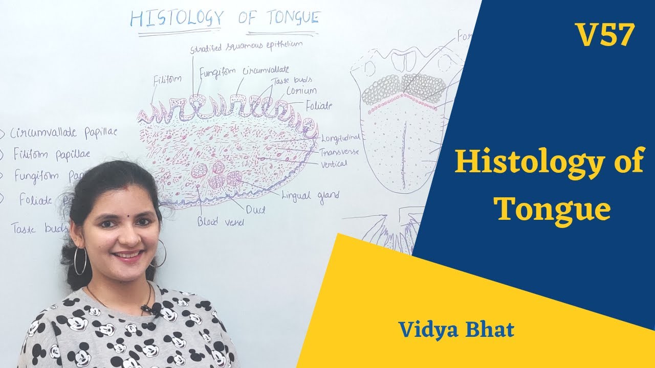Histology of tongue | Lingual papillae | Taste buds | Types of papillae | Tongue histology