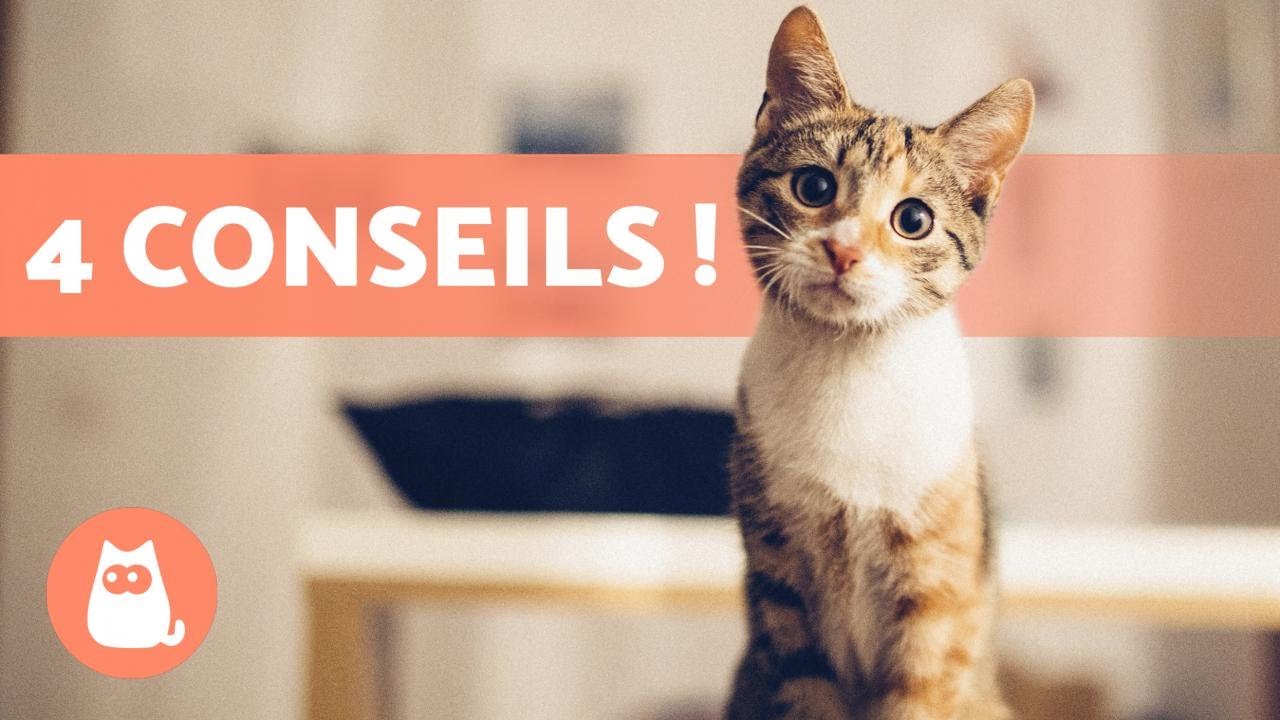 Comment faire en sorte que mon CHAT m'AIME ? 😻 (4 conseils EFFICACES)