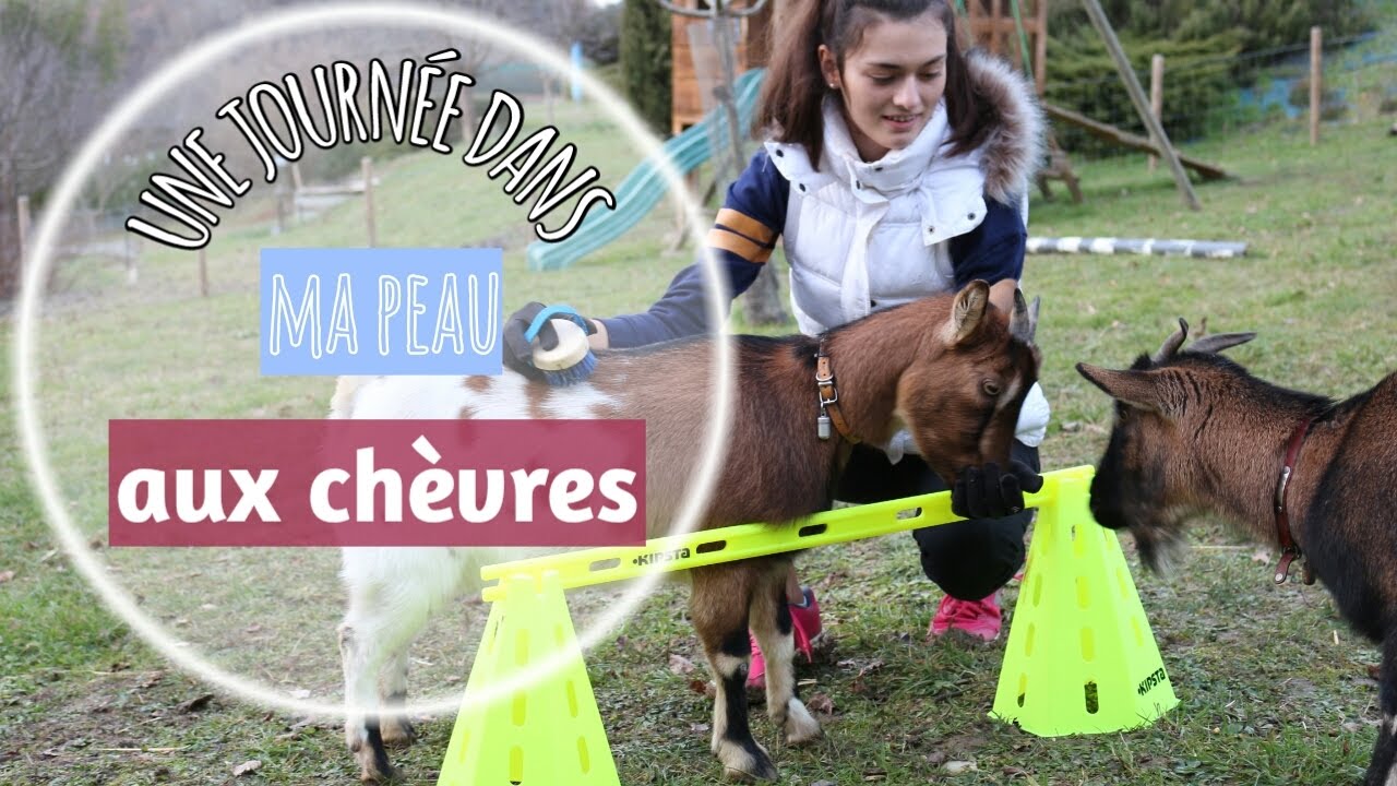 Une journée avec mes chèvres