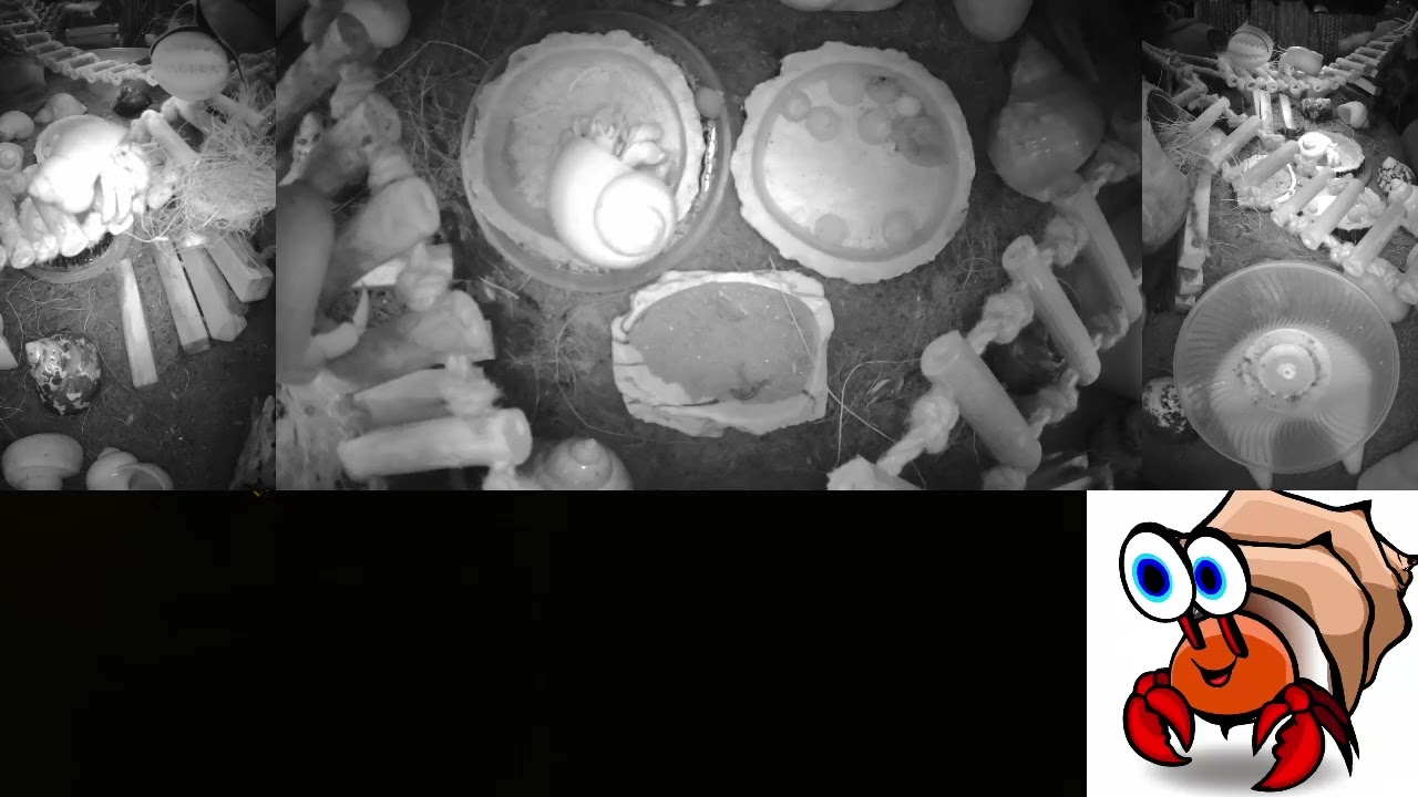 Time Lapse of 24x7 Hermit Crab Live Stream Overnight January 19th - January 20th 2026 (60x)