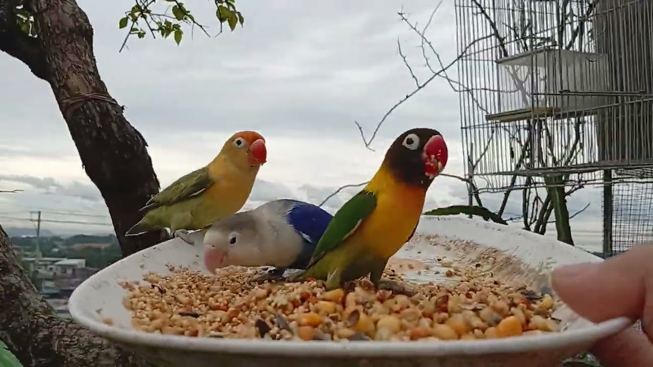 Africanlovebird greencheekconure freefly stress relief medicine your health 
