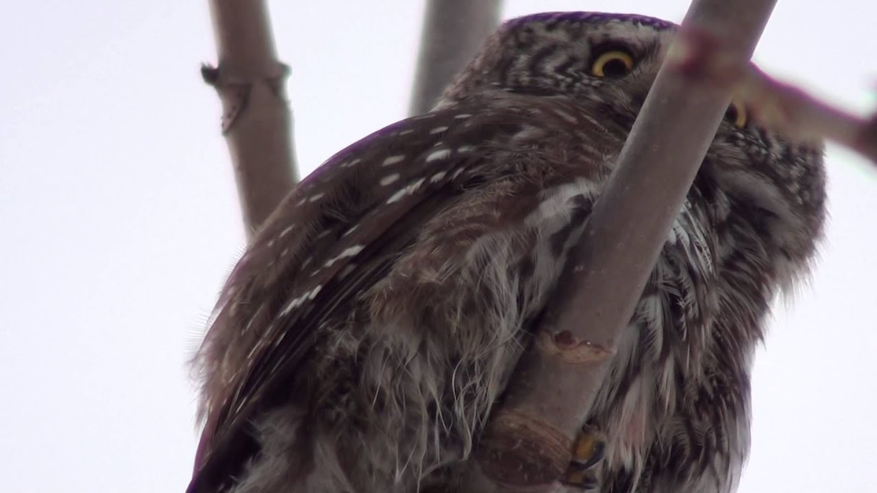 Glaucidium passerinum Varpusp&ouml;ll&ouml;