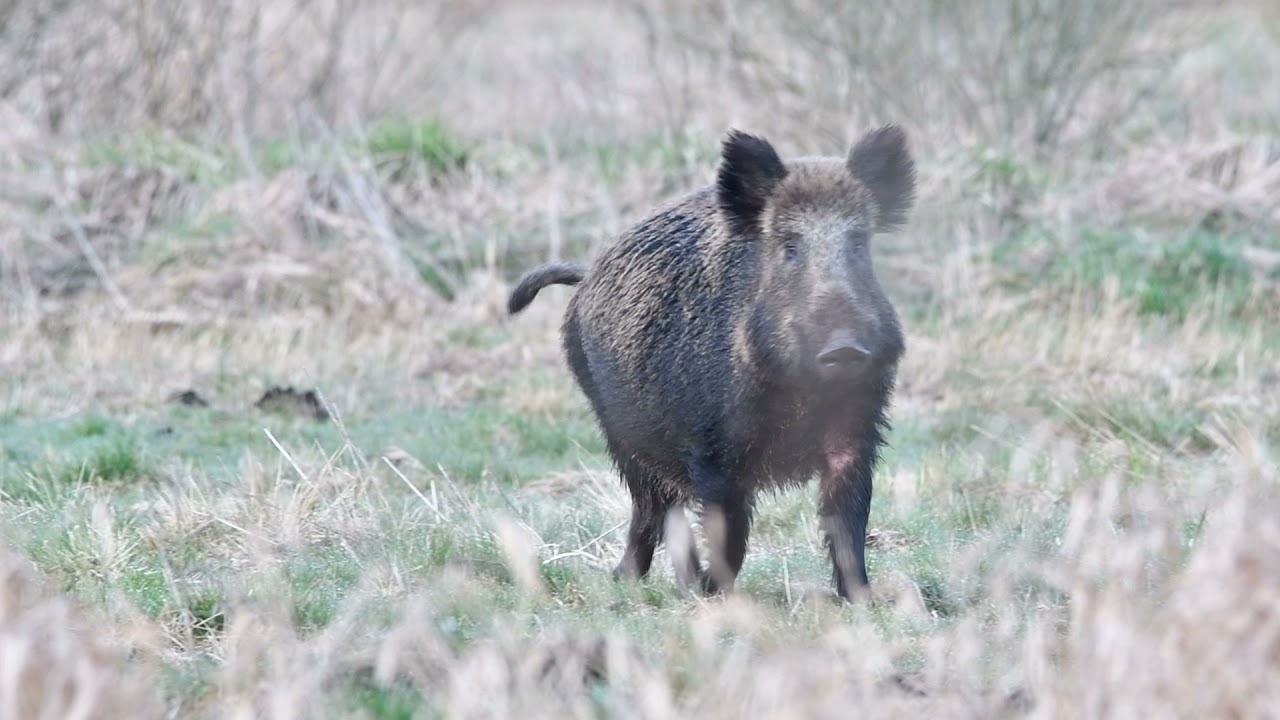 Dziki locha z warchlakami biegnie prosto na mnie takie spotkania lubię najbardziej
