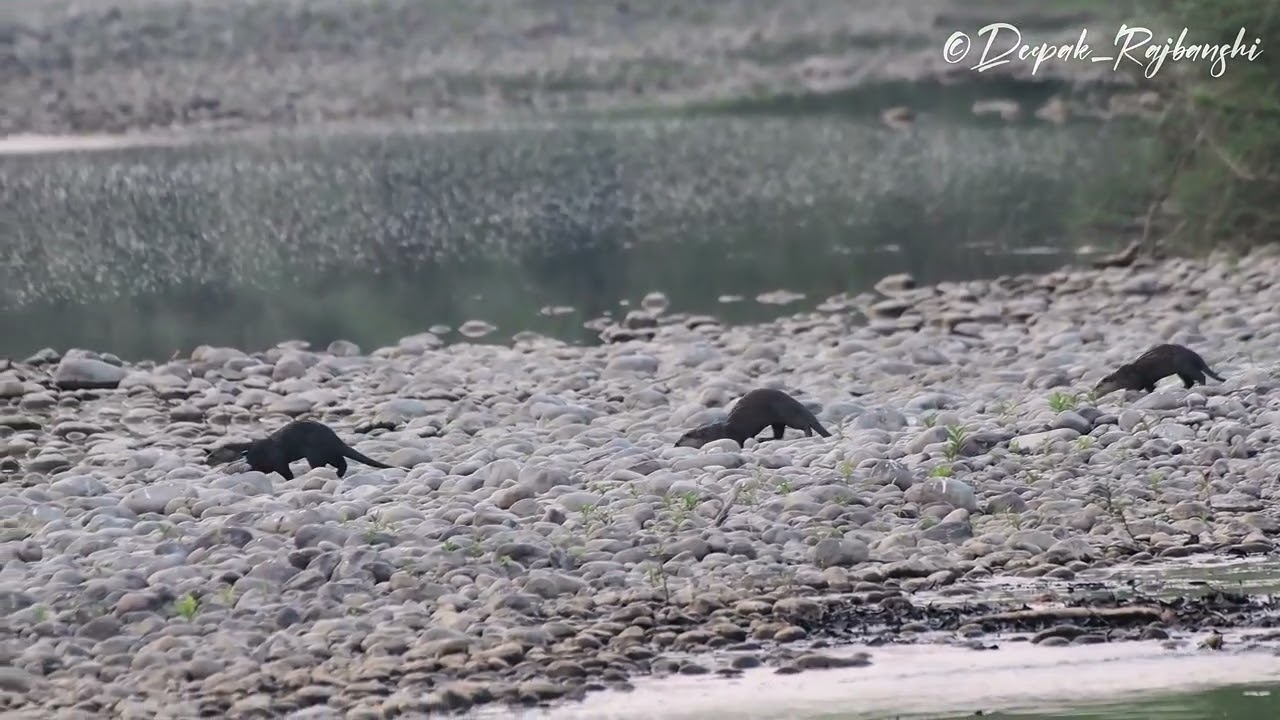 The aquatic carnivore 💚