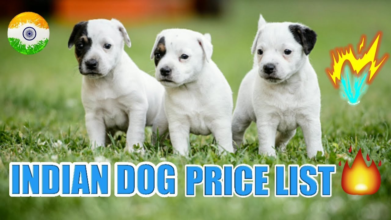 Indian Dog Price List In India | in Hindi | dog price list