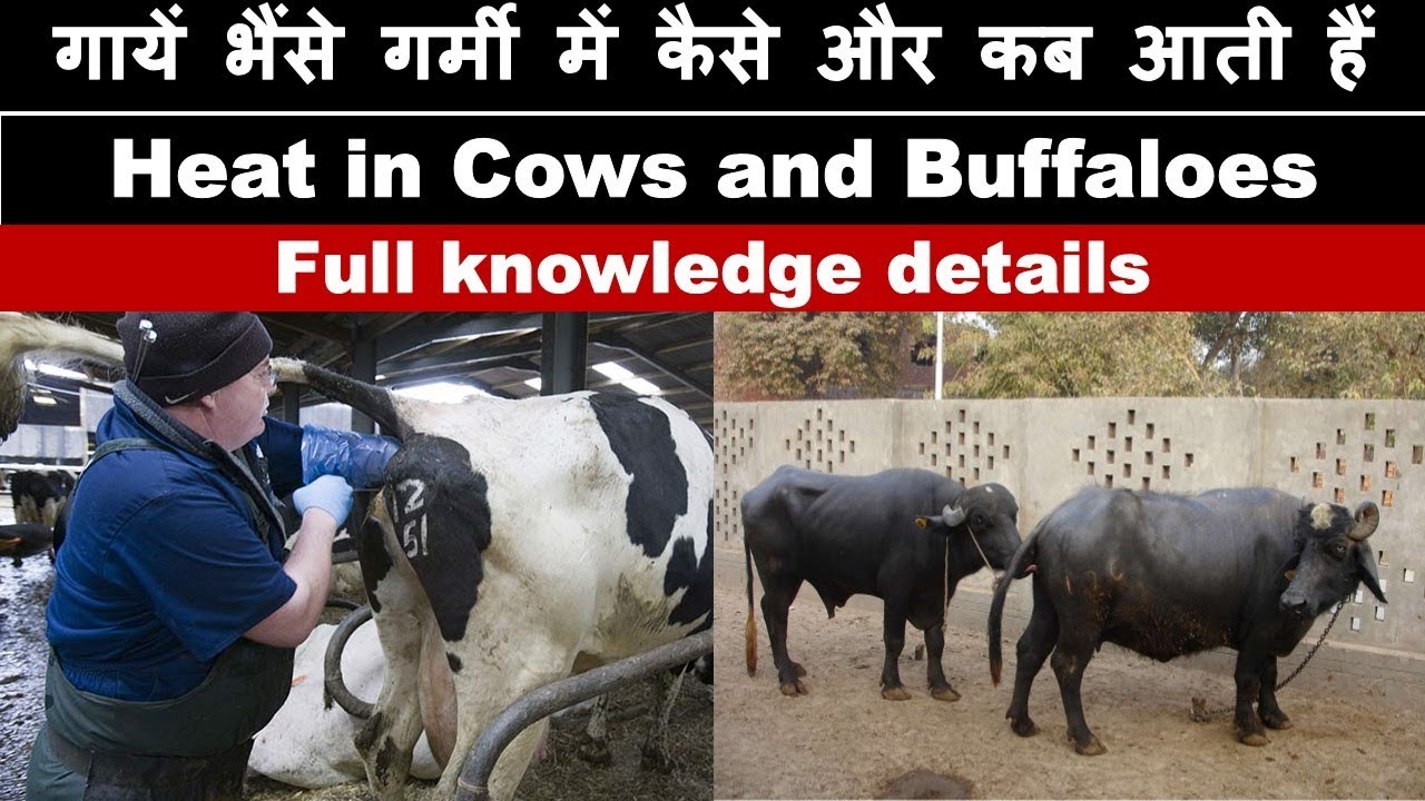 Estrous Cycle in Dairy Animals - Full Explanation | गाय भैंसों  को गाभिन कराने का सबसे उपयुक्त समय