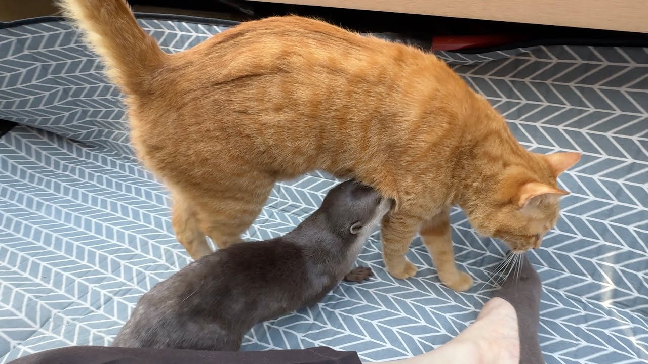 暖かい日だったのでカワウソ猫と庭でピクニック！ It was a warm day, so we had a picnic in the garden with the otter cat!