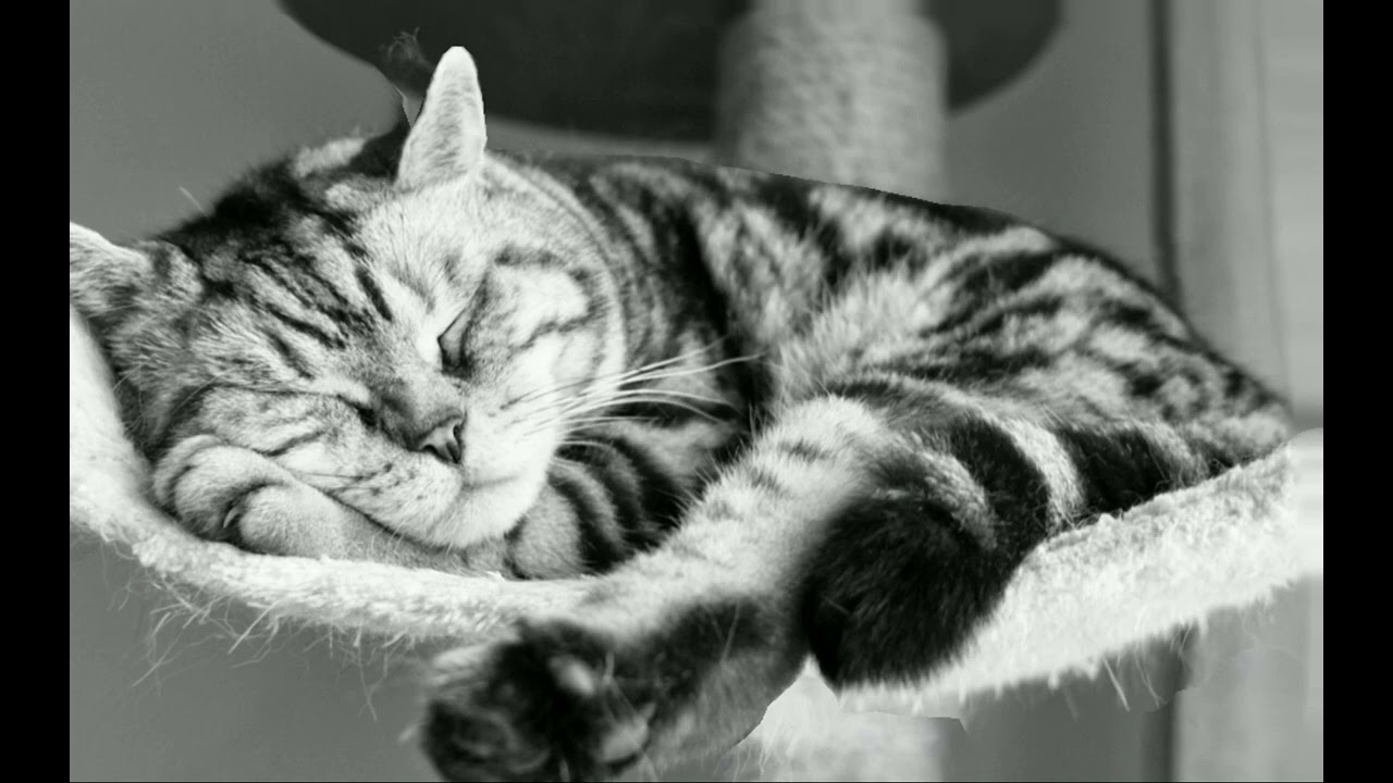 Where you are (Vocals only) Asik tj