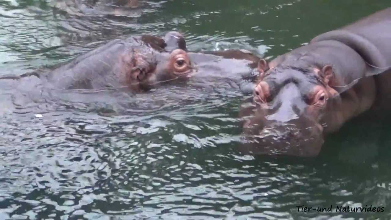 Flusspferde im Zoo Köln