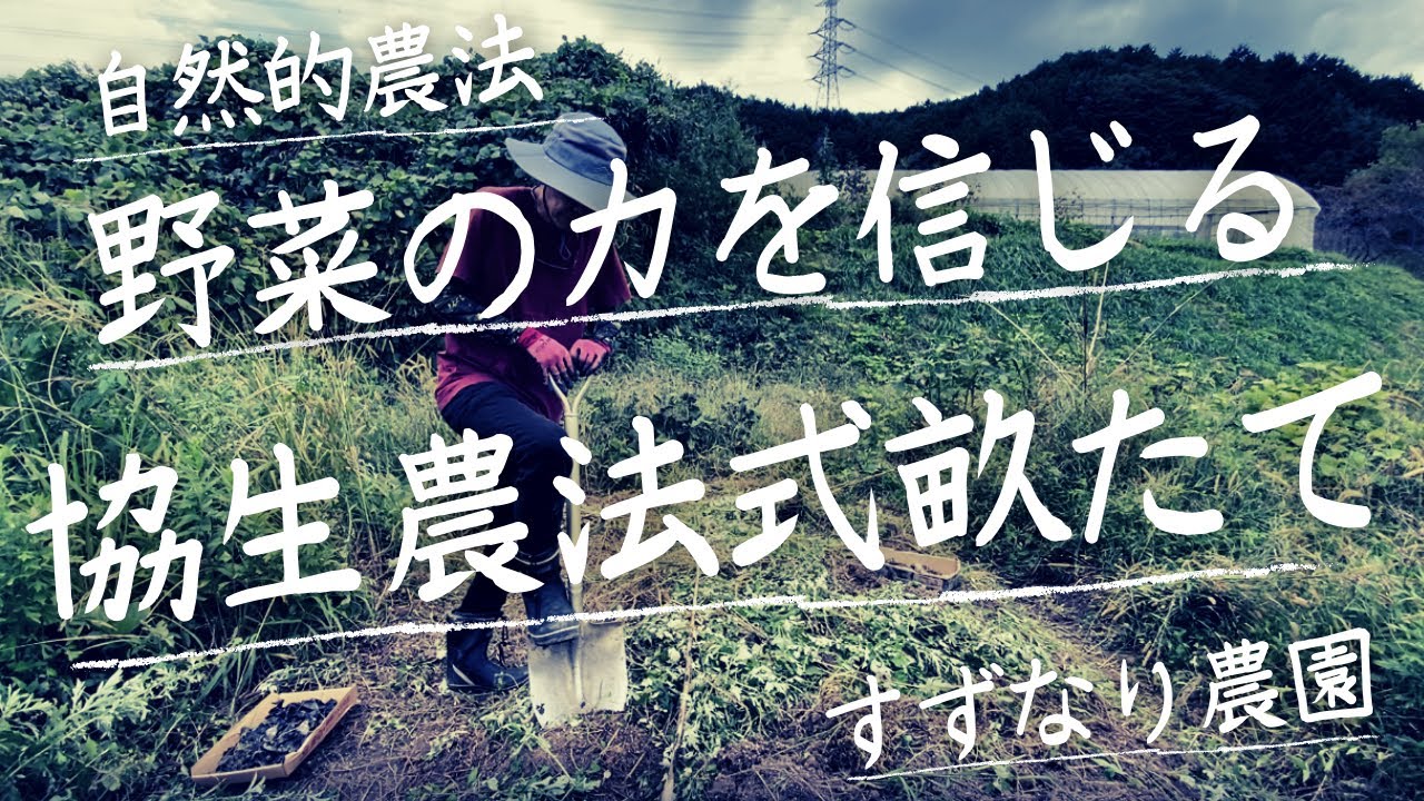 【再開】野菜や野草の力を信じる畝づくりにシフトして、畝づくり手法の比較をしてみようと思います。そして、忍法野菜隠れの術の結果は如何に！！vol.163【自然的農法】