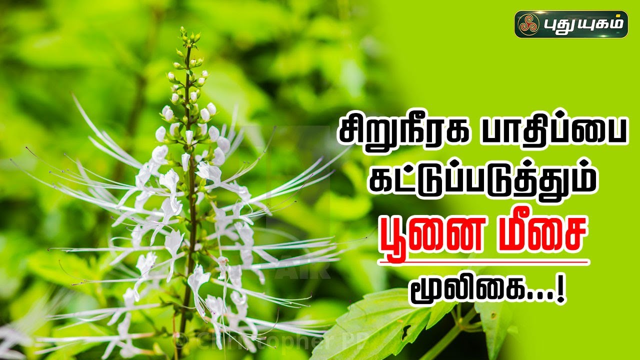 சிறுநீரக பாதிப்பை கட்டுப்படுத்தும் பூனை மீசை மூலிகை...! | Dr.Jayaroopa | Puthuyugamtv | 02/02/2024