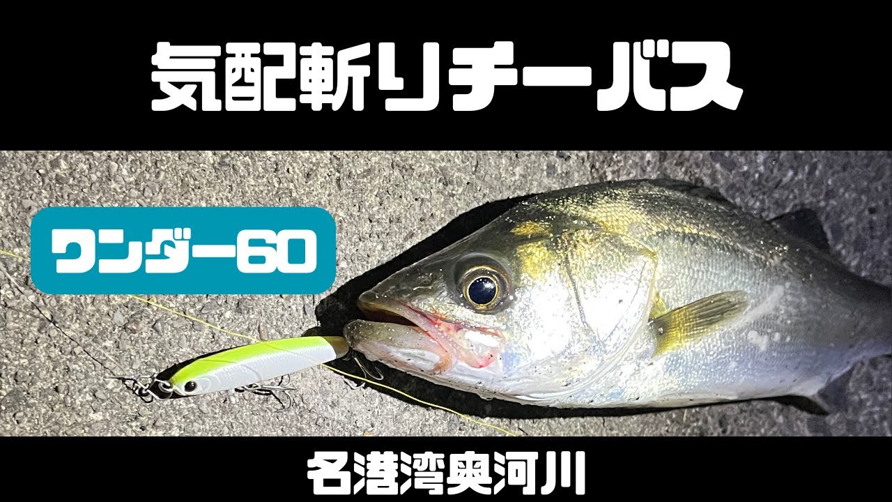 ワンダー60でチーバスと遊ぶ 名港湾奥河川