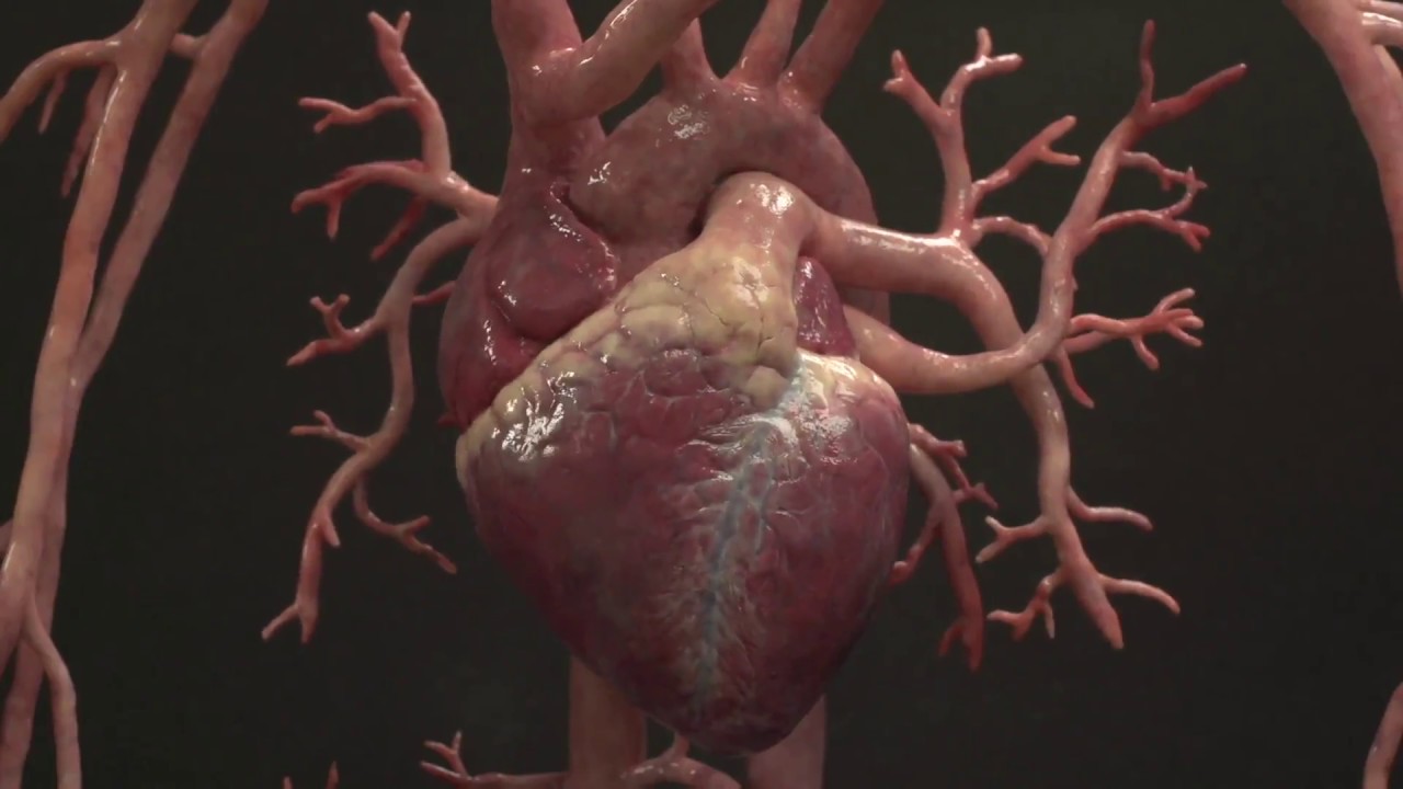 Animatronic Heart