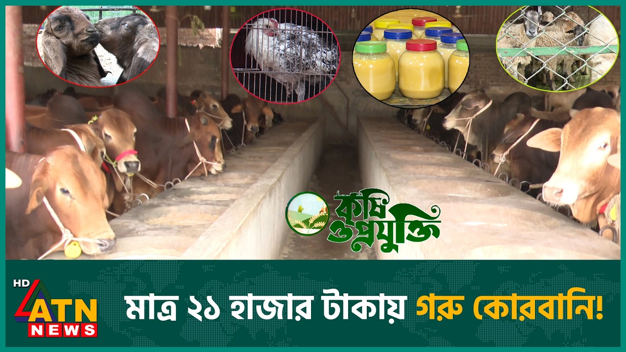 ১২ কাঠার প্রকল্পে শতাধিক গরু, আছে ছাগল, ভেড়া, মুরগি | Krishi O Projukti | Cattle Firming|28 Feb 2026