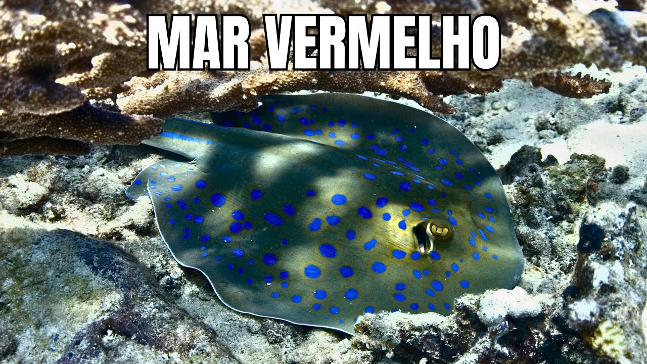 Criaturas do Mar Vermelho | Histórias Impressionantes dos Recifes