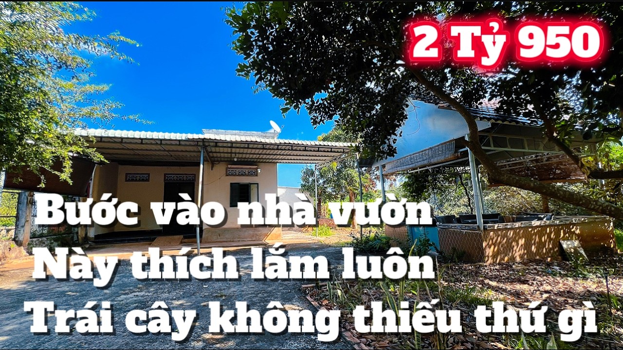 Nhà vườn trái cây không thiếu thứ gì sổ vuông vắng đẹp gần 3000m2 chỉ 2Ty950 ai xem cũng mê....