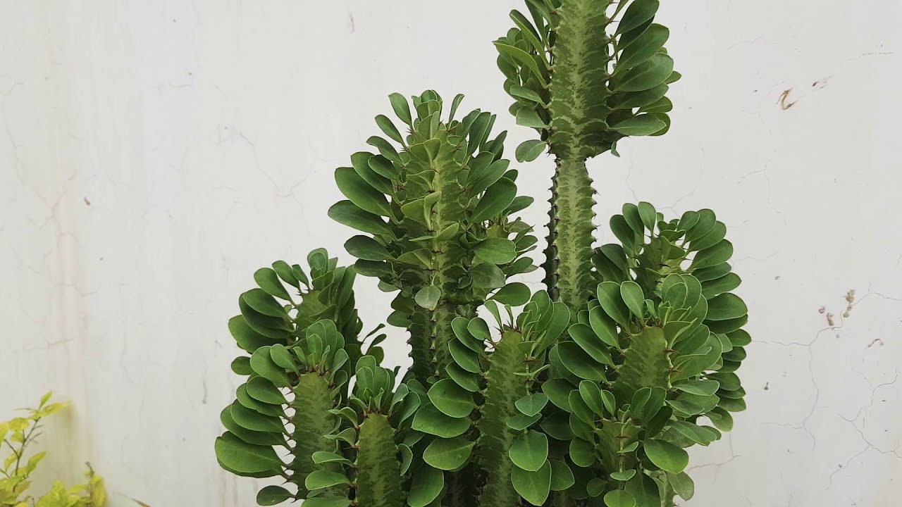 Euphorbia Trigona propagation and growth