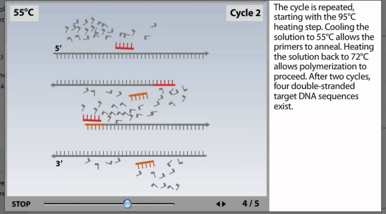 PCR Process Animation from Microbiology 2e