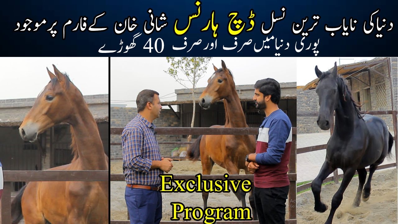 The Most Rare and Expensive Breed of the World Dutch Harness Horse || Exclusive Program | Friesian