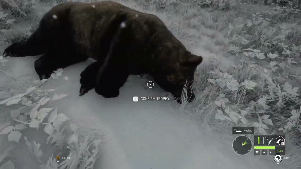 Grizzly Goes Down Hard!!!  Dog Wants Credit lol