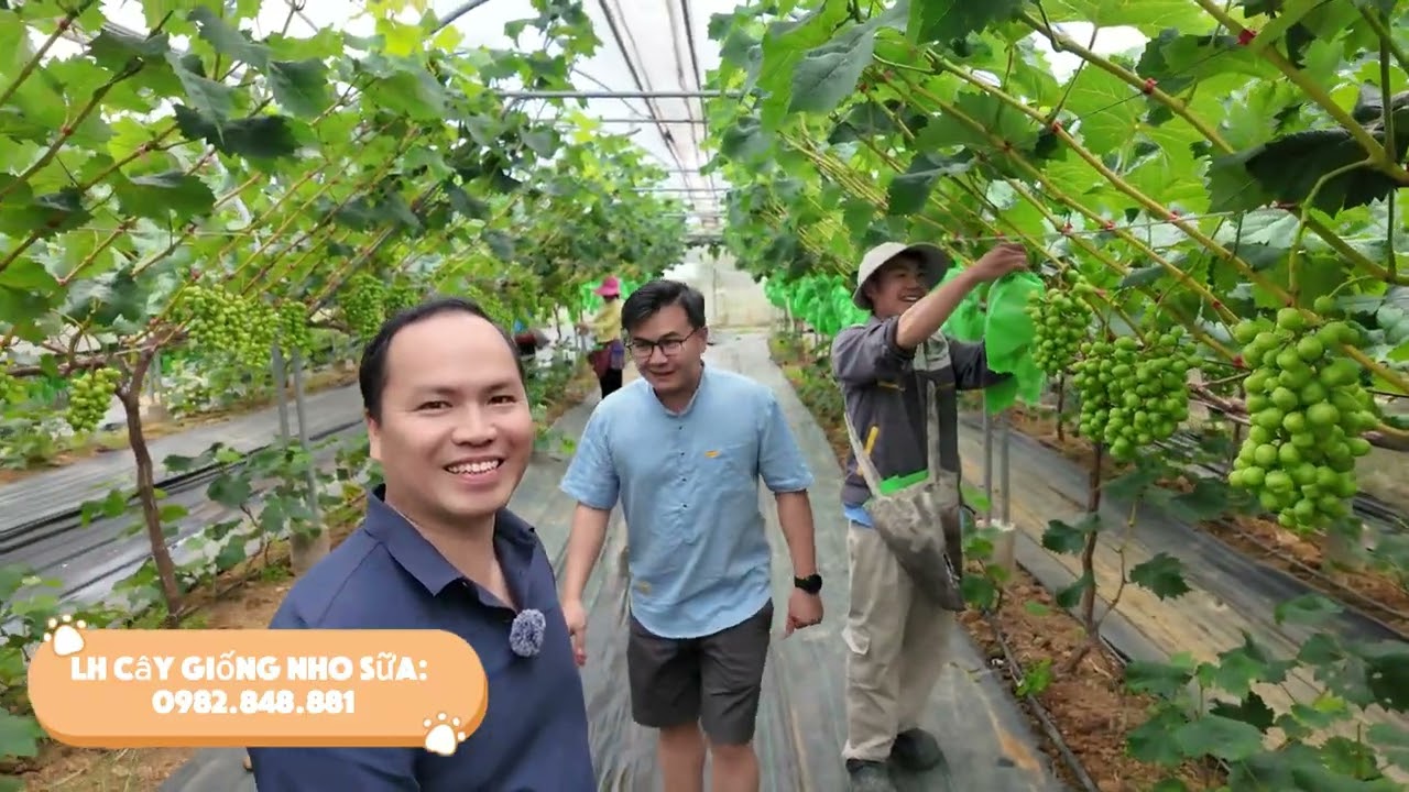 Nho sữa Y Tý chuẩn bị vào vụ thu hoạch