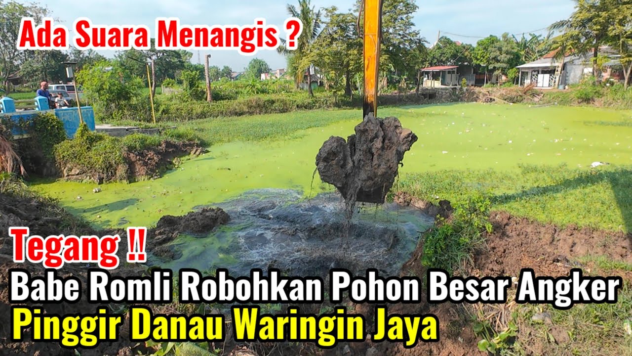 Tegang‼️Babe Romli Robohkan Pohon Besar Angker Pinggir Danau Waringin Jaya
