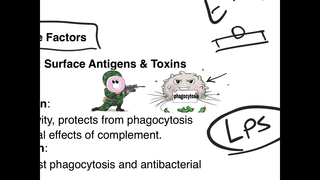 Enterobacteria | شرح