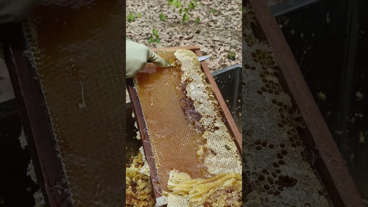 Very good honey. #beefeater #beefeater #beebreeder #saveourbees