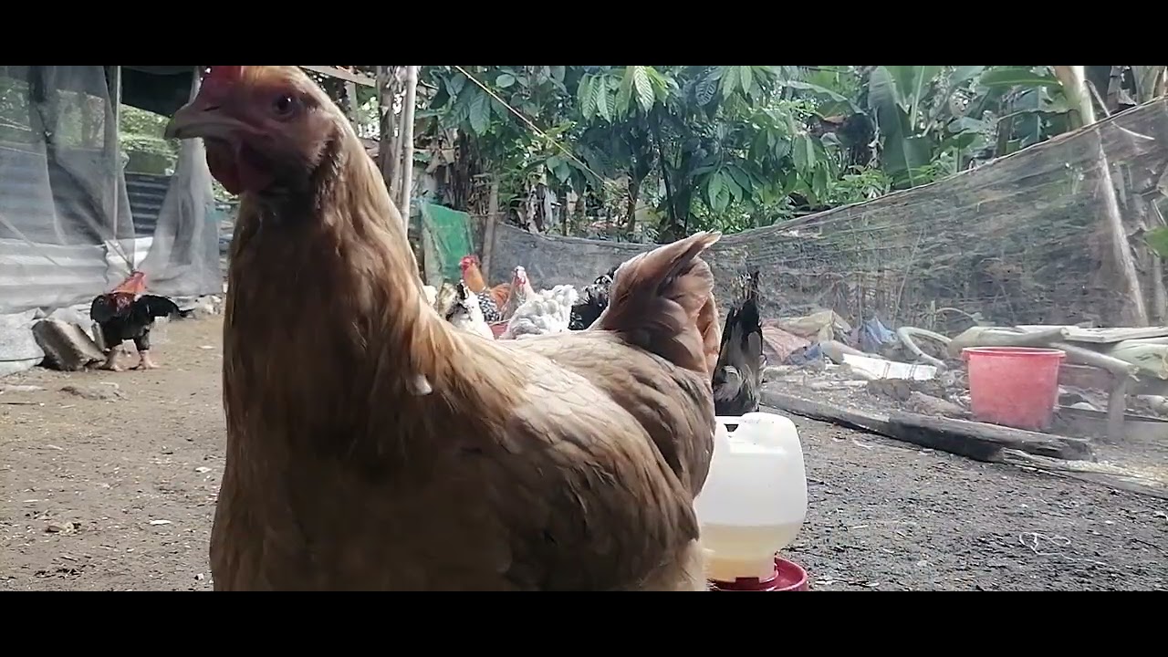 Freerange yarn | Giants chickens Only At @grboyfarmhouse 